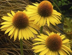 Echinacea - ültetés és gondozás a nyílt terepen