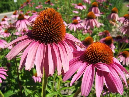 Echinacea - ültetés és gondozás a nyílt terepen