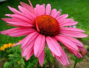 Echinacea - plantarea și îngrijirea pe teren deschis