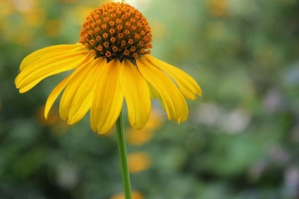 Echinacea - ültetés és gondozás a nyílt terepen