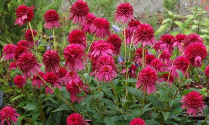 Echinacea - plantarea și îngrijirea pe teren deschis