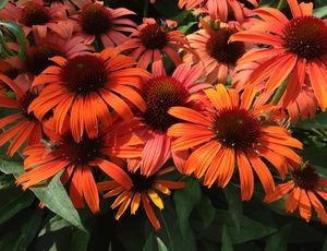 Echinacea - plantarea și îngrijirea pe teren deschis