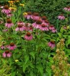 Echinacea purpurea