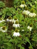 Echinacea purpurea