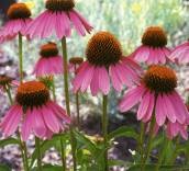 Echinacea purpurea