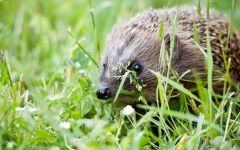 Arici, arici, arici, arici, arici, arici, eunuchs tenrek, arici, arici, urechi arici, arici obisnuiti, specii insectivore