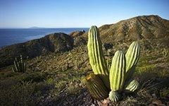 Flag of Mexico fotók, történelem, az értéke az állami zászló színei a Mexikói