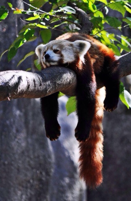 Fotografia unui panda roșu