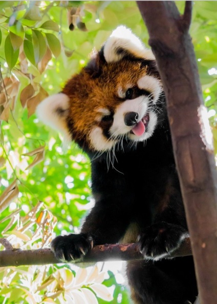 Fotografia unui panda roșu