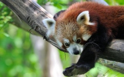 Fotografia unui panda roșu