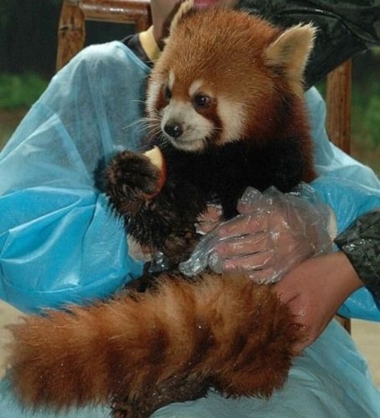 Fotografia unui panda roșu