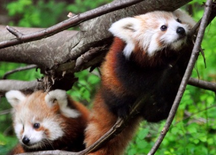 Fotografia unui panda roșu