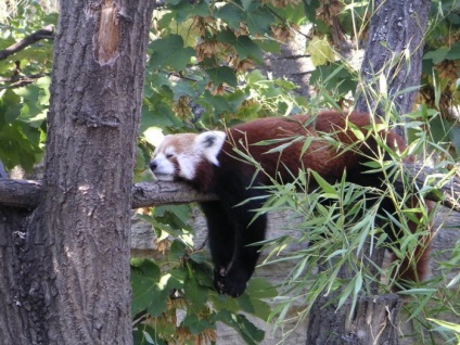 Fotografia unui panda roșu