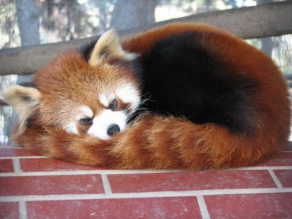 Fotografia unui panda roșu