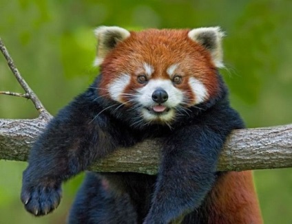 Fotografia unui panda roșu