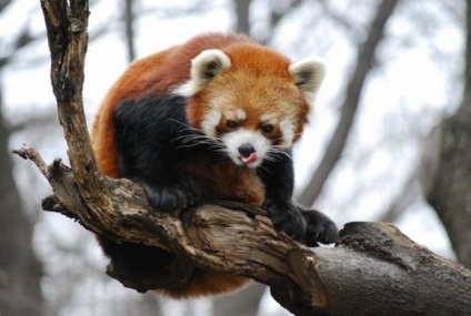 Fotografia unui panda roșu