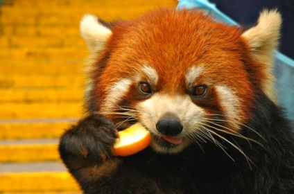 Fotografia unui panda roșu