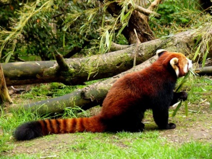 Fotografia unui panda roșu