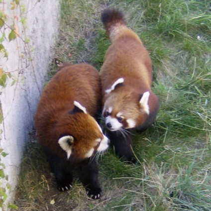 Fotografia unui panda roșu