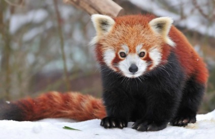 Fotografia unui panda roșu