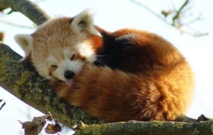 Fotografia unui panda roșu