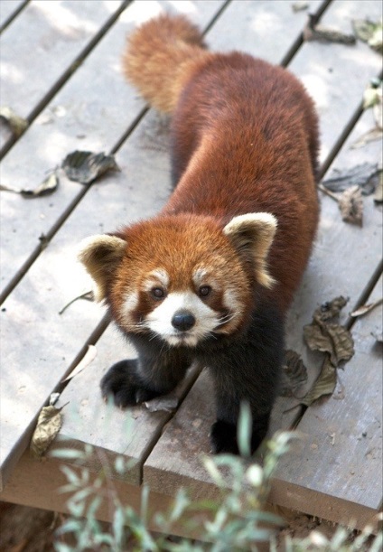 Fotografia unui panda roșu