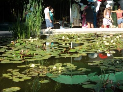 Fényképek Nikitsky Növénykert Krímben Hogyan lehet eljutni jaltai, az utazás a világ a természet