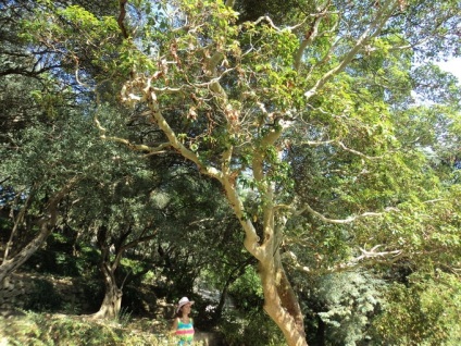 Fotografie de grădina botanică Nikitsky din Crimeea cum să ajungi din Yalta, o călătorie în lumea naturii