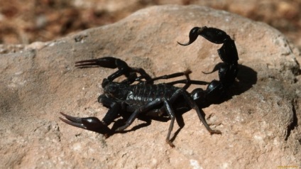 Fotografie a scorpionilor de toate culorile și culorile