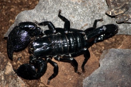 Fotografie a scorpionilor de toate culorile și culorile