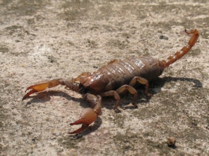 Fotografie a scorpionilor de toate culorile și culorile