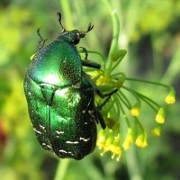 Fotografie a scorpionilor de toate culorile și culorile