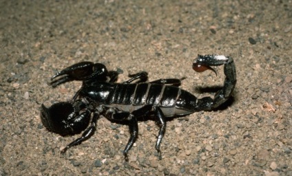 Fotografie a scorpionilor de toate culorile și culorile