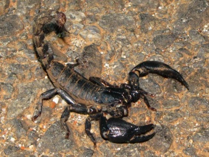 Photo skorpiók minden csíkok és a színek