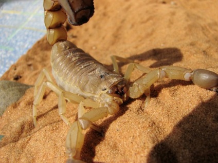 Fotografie a scorpionilor de toate culorile și culorile