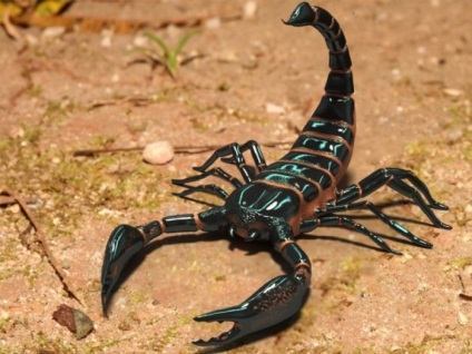 Photo skorpiók minden csíkok és a színek