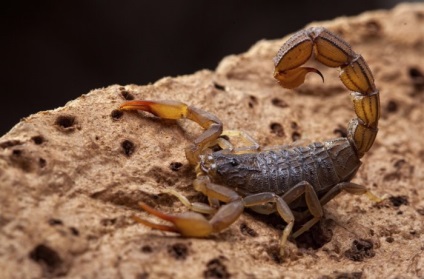 Fotografie a scorpionilor de toate culorile și culorile