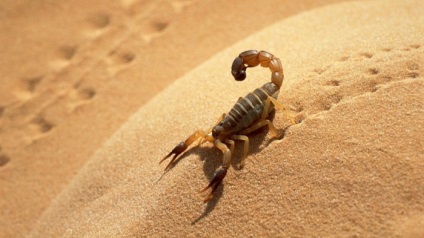 Fotografie a scorpionilor de toate culorile și culorile