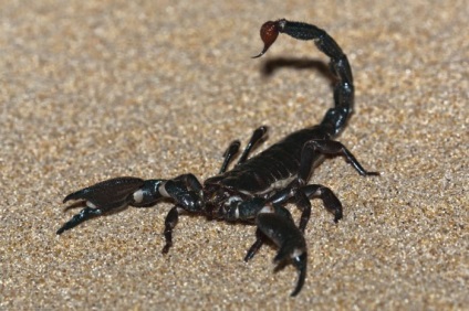 Fotografie a scorpionilor de toate culorile și culorile