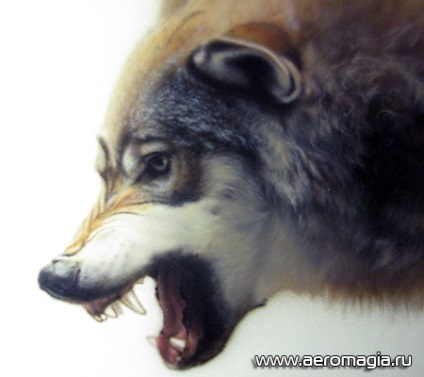 Lecție de fotografie cum să atragă o airbrush lup