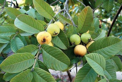 Fructe de guava - proprietăți utile, conținut caloric, cum ar fi mâncarea - viața mea