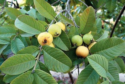 Guava gyümölcs - hasznos tulajdonságok, kalória, mint a táplálkozás - az életem