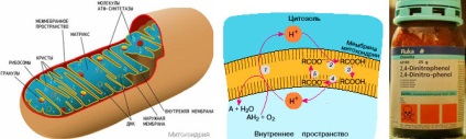 Fullerenes proprietăți biologice neașteptate ale nanoparticulelor de carbon