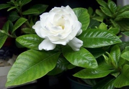 Gardenia (33 fotó) ellátás az otthoni gondozása szoba kezdőknek transzplantáció