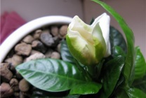 Gardenia (33 fotó) ellátás az otthoni gondozása szoba kezdőknek transzplantáció