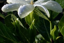 Gardenia (33 fotó) ellátás az otthoni gondozása szoba kezdőknek transzplantáció