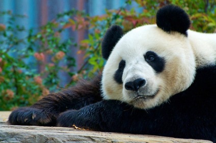 Unde locuiesc pandele pentru a vizita ursul de bambus