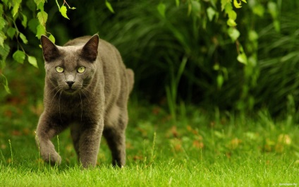 Genetica lungimii și textura blanurilor - animale de companie