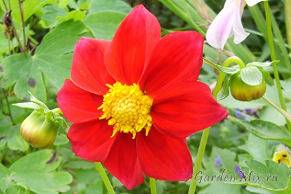 Dahlia, flori de gradina pe