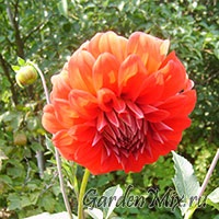 Dahlia, flori de gradina pe